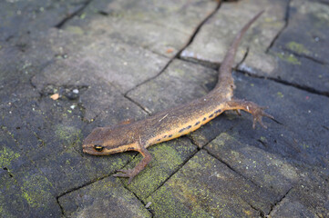 The smooth, European, northern smooth or common newt (Lissotriton vulgaris) is a species of newt....