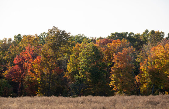 Colorful autumn forest with red, orange, yellow, and green trees with a brown field in the foreground