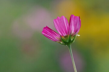 Fioletowy kwiat na naturalnym tle. Kolory pastelowe.