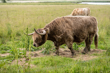 Highland cattle grazing on a field.