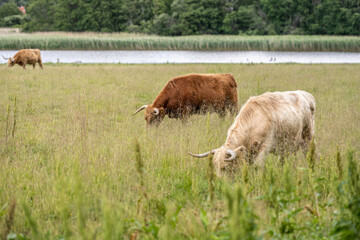 Highland cattle grazing on a field.