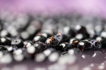 A tiny ant climbing up a huge blueberry.