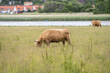 Highland cattle grazing on a field.