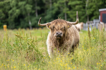 Highland cattle grazing on a field.