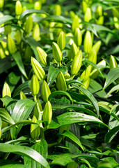 buds of white lily flowers on a flower bed in a summer garden.