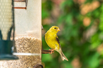 A breeding  female American Goldfinch at a backyard feeder.  Shot in Toronto's Beaches neighbourhood in July. Room for text right.