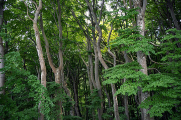 Beech trees in Jasmund National Park, Rügen Island, Germany.