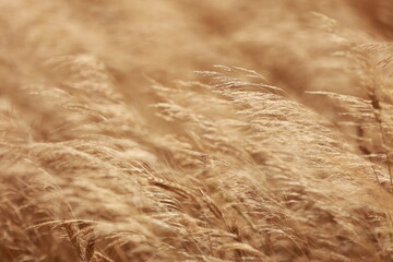 Natural background. Golden dry grass slightly moving in the wind. Autumn natural background.