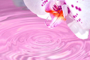 Close up orchid flower. A drop falls into the water leaving a wave texture on the surface. Self...