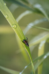 a fly is sitting on a leaf