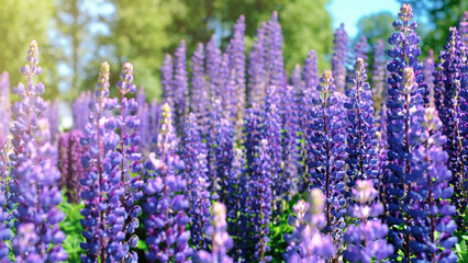 Fototapeta premium A beautiful natural background for your projects in banner format with a field of lupine flowers on a clear summer day