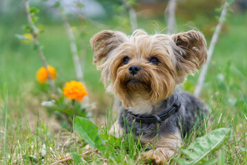 Yorkshire Terrier puppy lies in the low spring grass close to flowers. Funny small York puppy on...