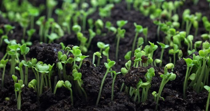 Plant growth or sprouts sprouting broccoli from the ground, plant life timelapse