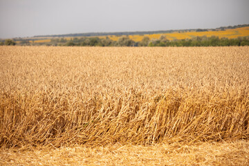 Landscape of wheat field Photo. Grain harvest