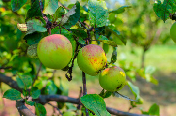 green apples on a tree branch in summer