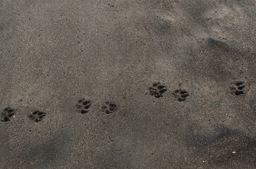 Huellas de perro en arena negra de la playa de Monterrico Guatemala