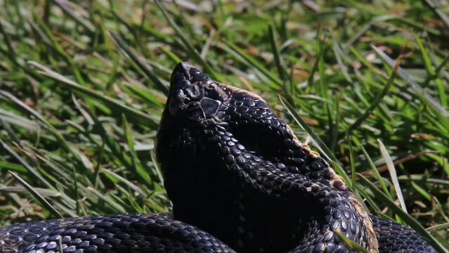 A Close-up of an Endangered Eastern Hog-nose Snake Heterodon platirhinos in Ontario, Canada. Macro detail shows scales clearly and the upturned snout that gives this animal its name.
