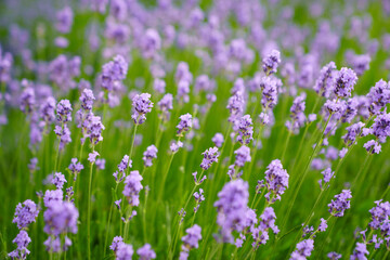 Obraz premium lavender blooming in the field. city flower beds.