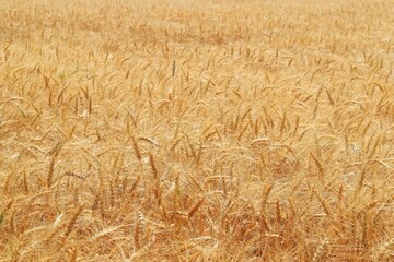 Wheat field