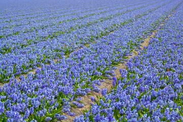 Hyacinth flower field in Julianadorp, the Netherlands.	