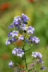 Campanula lactiflora flowers in bloom