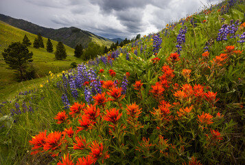 Spring Wildflowers with beautiful mountain views