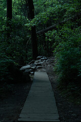 wooden bridge in the forest