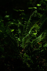 fern in the dark