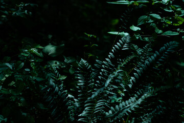fern in the dark