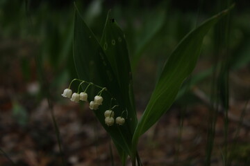 Blooming lilies of the valley on a cloudy afternoon.