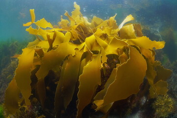 Golden kelp, Laminaria ochroleuca seaweed, brown algae underwater in the ocean, Atlantic, Spain,...