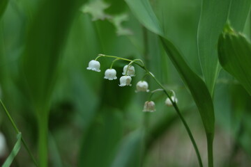 Blooming lilies of the valley on a cloudy afternoon.