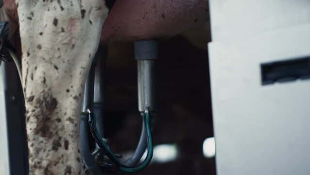 Milk pumping system working on cow udder producing fresh liquid close up. 