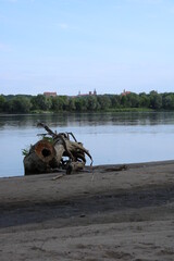 Panorama of the old town of Chelmno from the Vistula River. in the foreground is a dry tree.