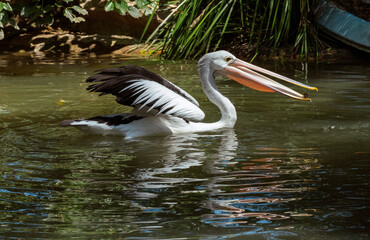Australian Pelican (Pelecanus conspicillatus)