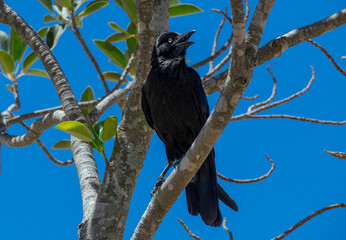 Australian Raven (Corvus coronoides)