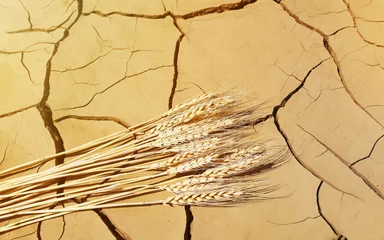 Poster Textured surface of soil erosion, few wheat stalks, concept of drought and global crisis © vlarvix