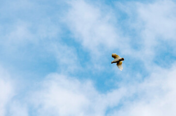 Little Corella (Cacatua sanguinea)