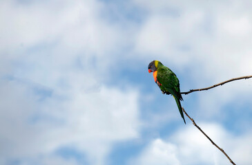 Rainbow Lorikeet (Trichoglossus moluccanus)