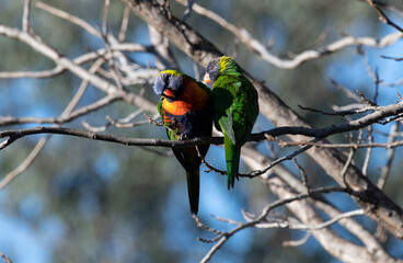Rainbow Lorikeet (Trichoglossus moluccanus)