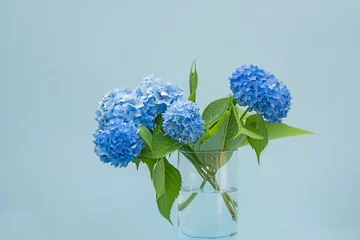 Rolgordijnen blue hydrangea flowers in a vase on a light background © Ann Stryzhekin