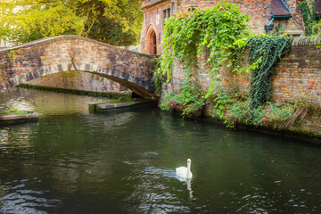 Fototapeta na wymiar Single swan floating on Brugge canal waters with bridge, Belgium
