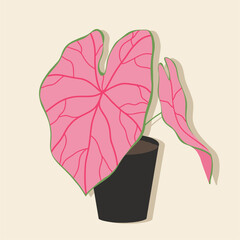 Caladium in a ceramic pot, home plant isolated. Decor element. Hand drawing. Print, poster, banner, wallpaper. Logo, label. Pink leaves.