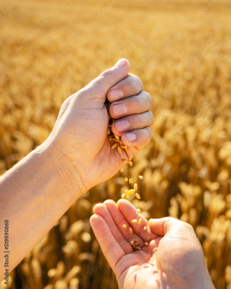 Wall mural Ripe wheat grains in agronomist hands on golden field glowing by the orange sunset light. Industrial and nature background