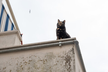 A black brown spotted cat sitting at the corner of a high wall looking down at people passing by