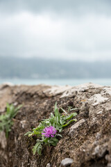 A small mum flower growing on a wall at the Amalfi coast, Italy