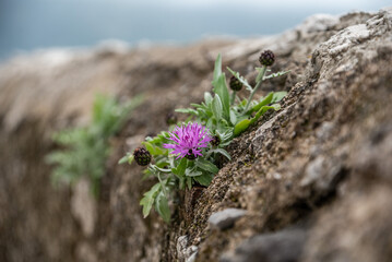 A small mum flower growing on a wall at the Amalfi coast, Italy