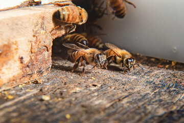 Honeybees at the entrance of a beehive.