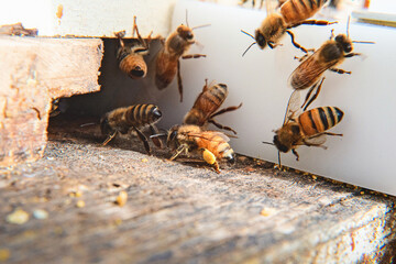 Honeybees at the entrance of a beehive.
