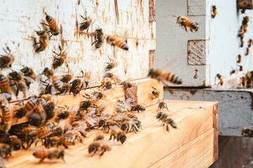 Honeybees at the entrance of a beehive.